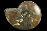 Flashy Red Iridescent Ammonite - Wide #127931-1